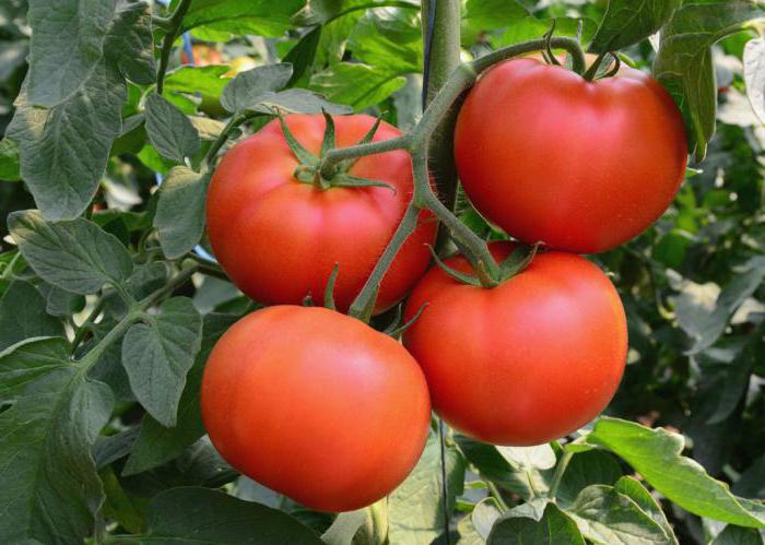 семена от домати, които са по-добри