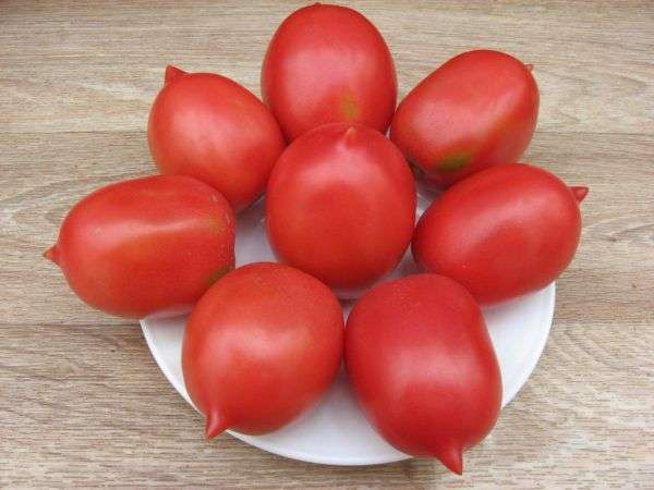 طماطم من مجموعة Tsarsky De Borao
