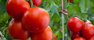 Tomato yang ditanam di luar lebih sedap dan lebih wangi