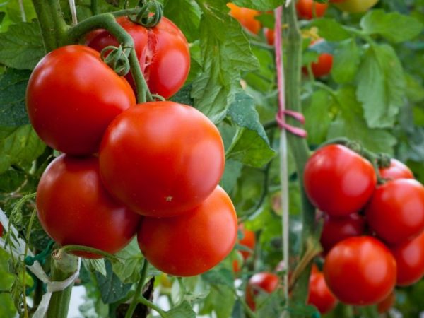 Outdoor-grown tomatoes are tastier and more aromatic