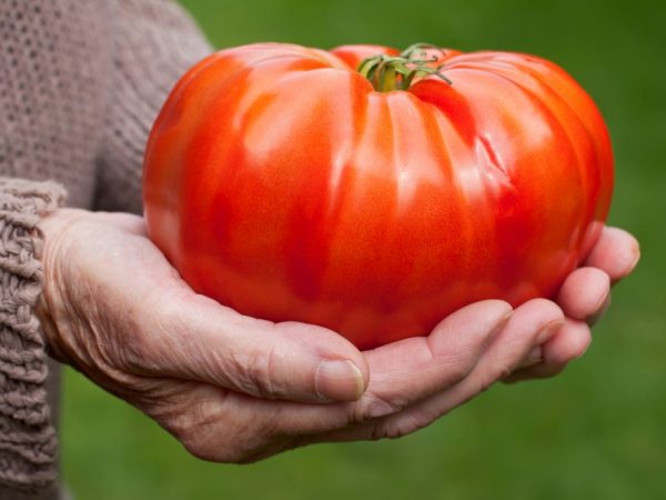 Tomater odlas i växthus eller växthus