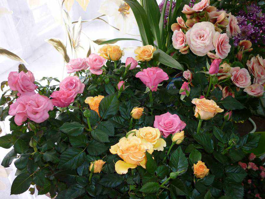 Cultivarea trandafirilor pe balcon - descriere, reproducere, îngrijire, plantare, fotografii, utilizare în grădină, soiuri și tipuri
