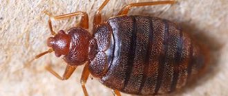 Hjälper "Dichlorvos" med bedbugs: nya möjligheter under det gamla namnet eller värdelös "pshykalka"
