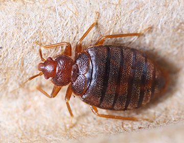 Hjälper "Dichlorvos" mot bedbugs: nya möjligheter under det gamla namnet eller värdelös "pshykalka"