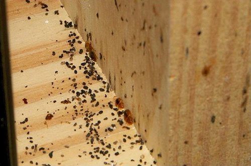 Does wormwood help with bed bugs?