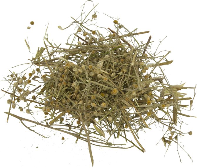 Does wormwood help with bedbugs?