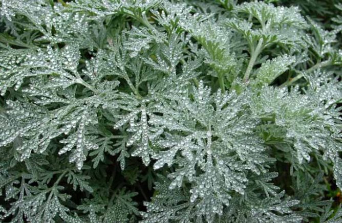 Does wormwood help with bedbugs?