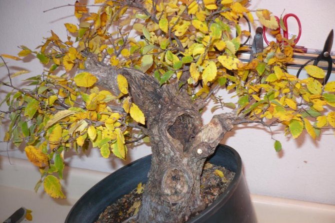 Wilted ficus