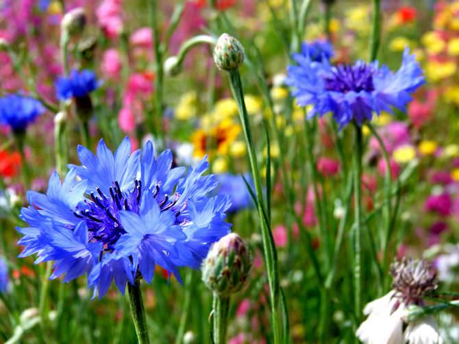 Popular annuals for Siberia and the Urals are characterized as undemanding plants with sufficient cold resistance.