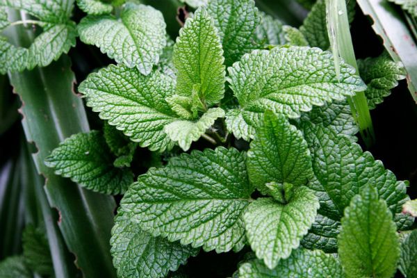Popular mint varieties with names, photos and descriptions