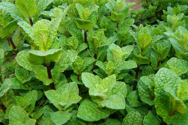 Popular mint varieties with names, photos and descriptions