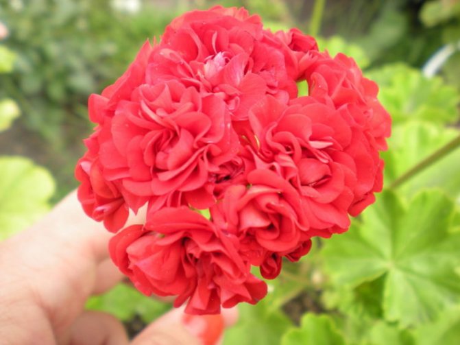 Variétés populaires de pélargonium rose