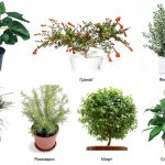 Популярни влаголюбиви стайни растения
