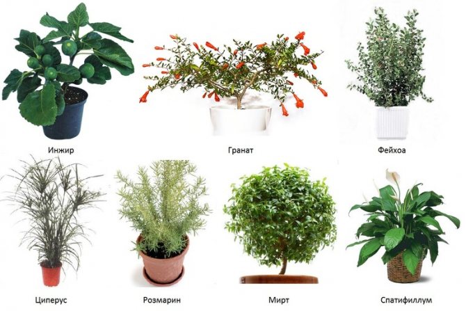 Populární vlhkomilné pokojové rostliny