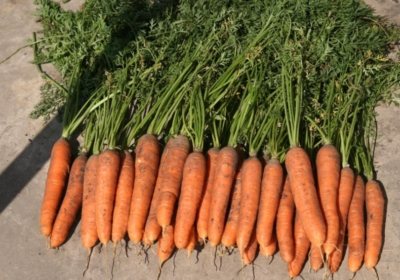 Самсон, популярен в Русия сорт моркови - характеристики, особености на отглеждане