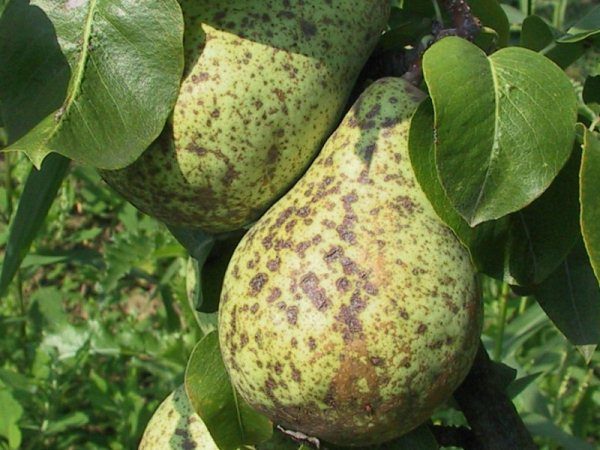 Skador på päronfrukter och blad med sårskorpa