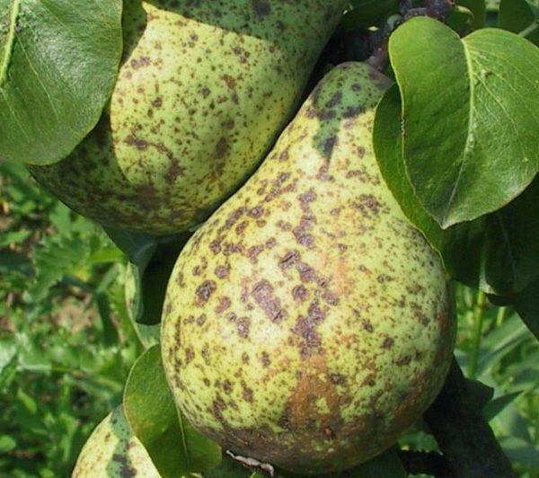 Scabbed Pear Fruit