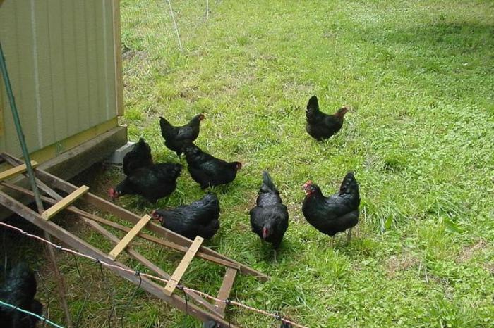 plemeno černé kuře