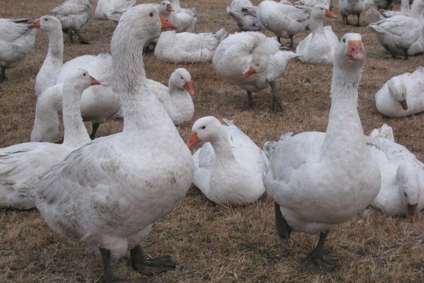 '' Breed of geese
