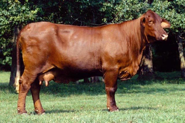Cow breed Santa Gertrude