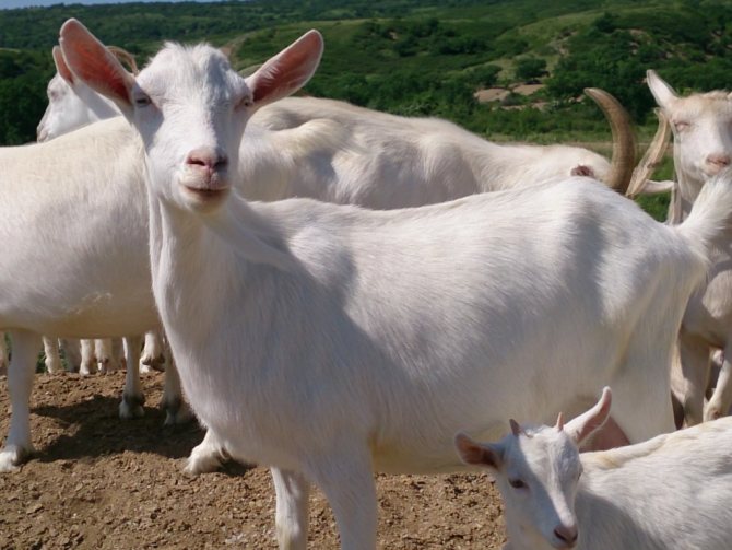 Goat breed Zaanenskaya