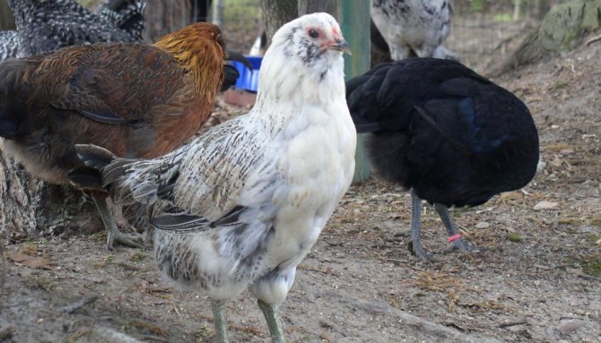 Breed of chickens Ameraukan