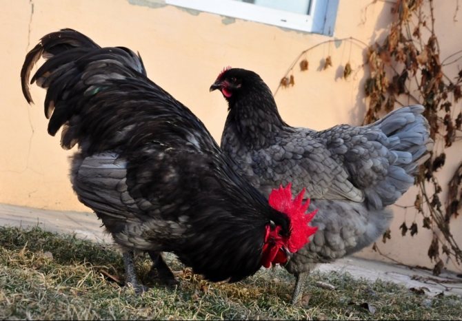 Jersey giant chicken breed