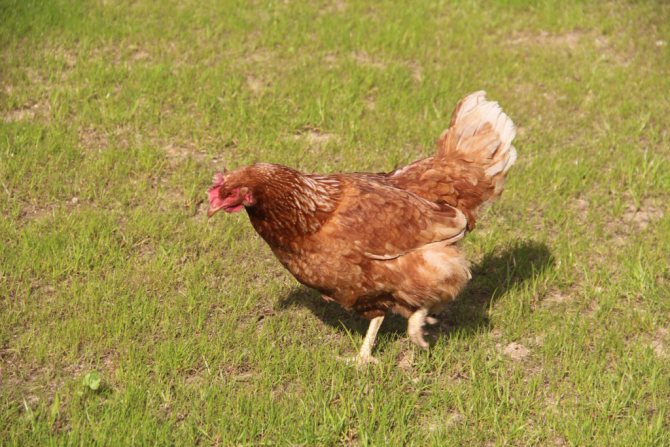 Breed of chickens Hisex Brown