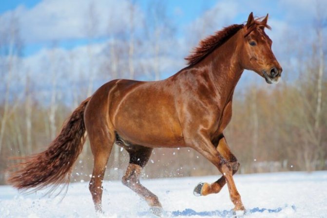 سلالة الحصان Budyonnovskaya