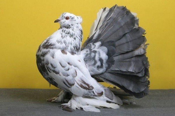 Thoroughbred pigeons differ from urban pigeons in fearfulness and low immunity to diseases.