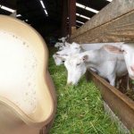 Odorless dairy goat breeds