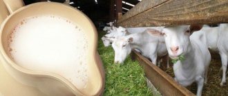 Млечни породи кози без мирис
