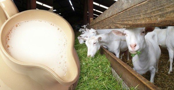 Rase de capre lactate inodore