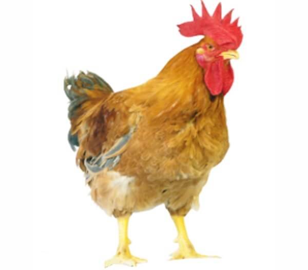 Keturunan ayam ayam ayam berwarna