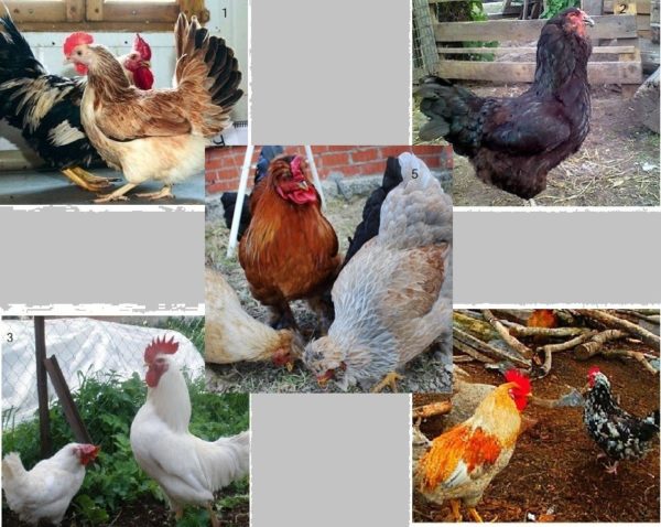 سلالات الدجاج للتربية المنزلية: 1 - سلمون زاغورسكايا ، 2 - جالان ، 3 - أبيض روسي ، 4 - لينينغراد ذهبي-رمادي ، 5 - متوج روسي