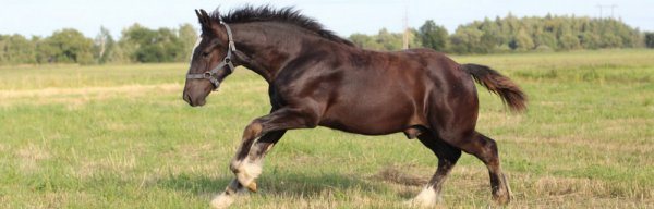 Heavy horse breeds: description, weight, content and photos