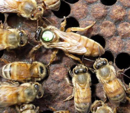 rasy pszczół