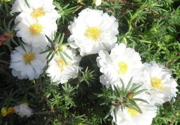 White-flowered purslane