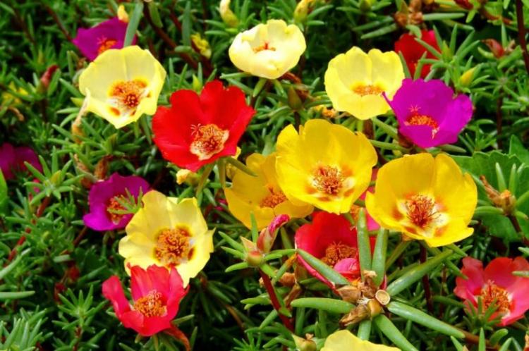 Purslane in medicine and cooking