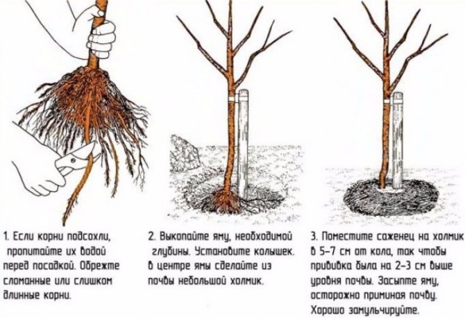 Procedura de plantare a perei