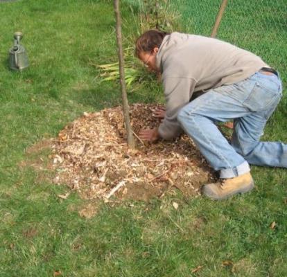 plant a pear in the fall in the suburbs