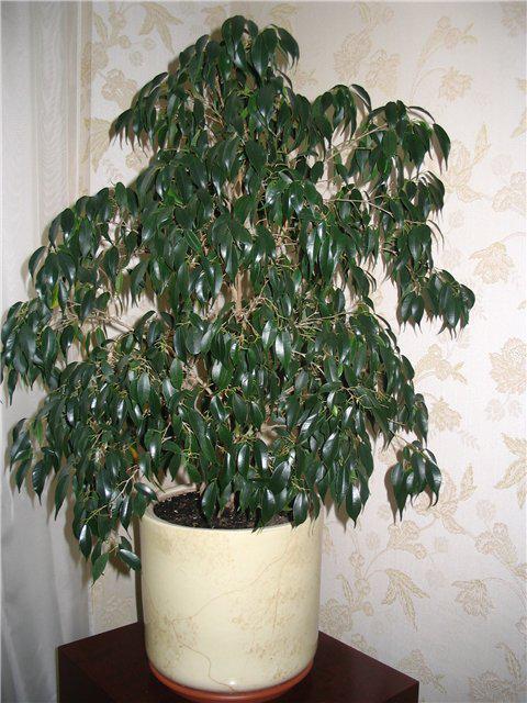 plant three branches of ficus