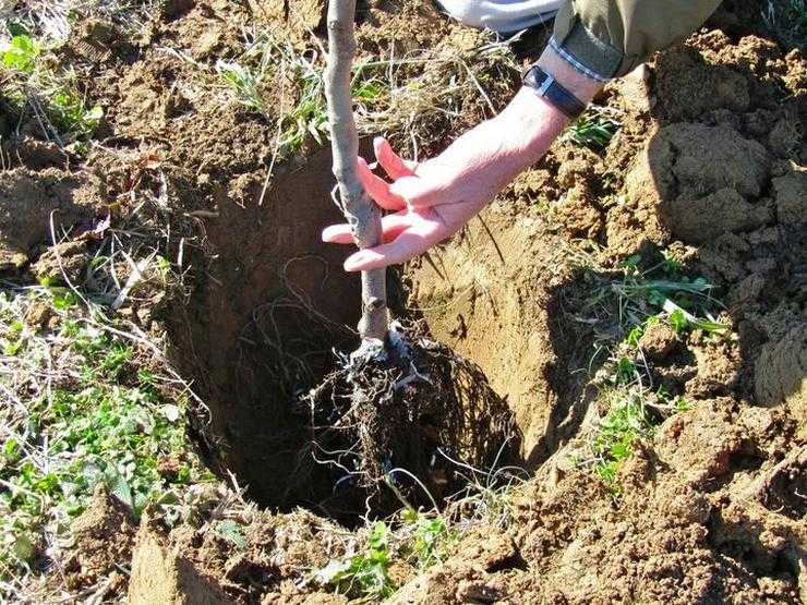 Planting common apricots in open ground