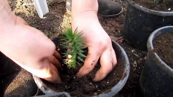 Planting araucaria