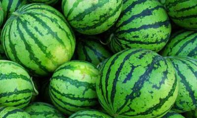 Plantera vattenmeloner i öppen mark