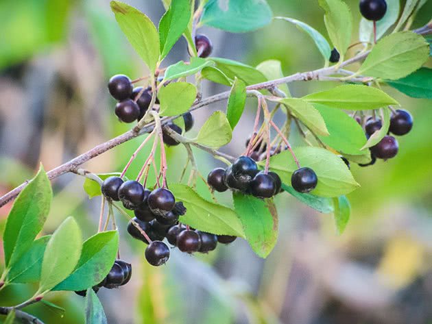 Planting chokeberry and how to care for it