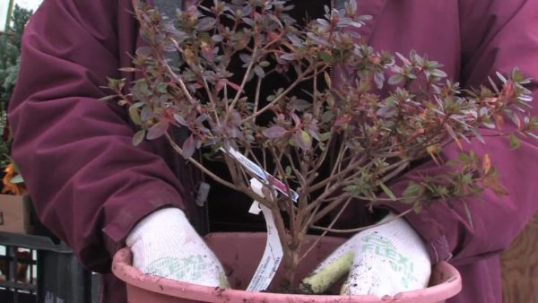 Plantering av azalea i en ny kruka.