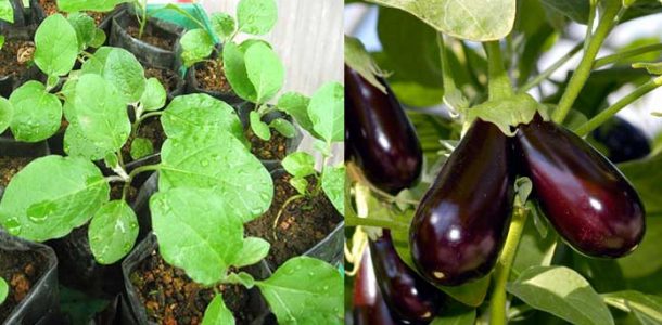 planting eggplants