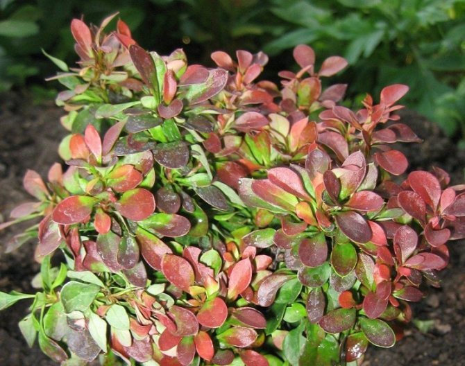 Planting barberry photo