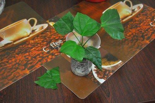 Planting a hibiscus cuttings